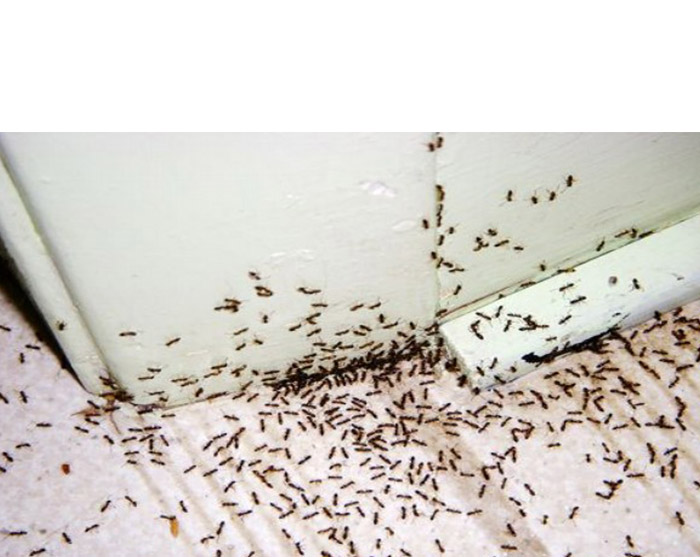 ants