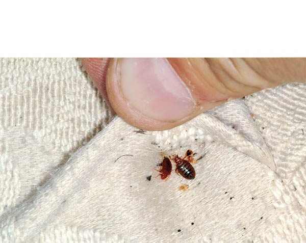 bedbugs