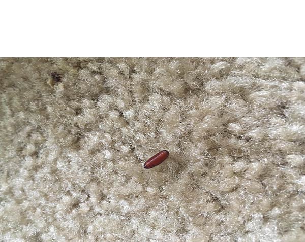 carpetbeetles