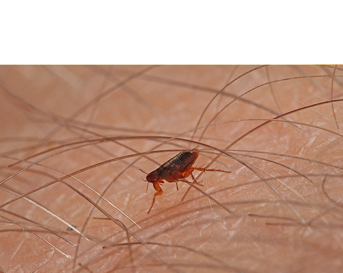 fleas