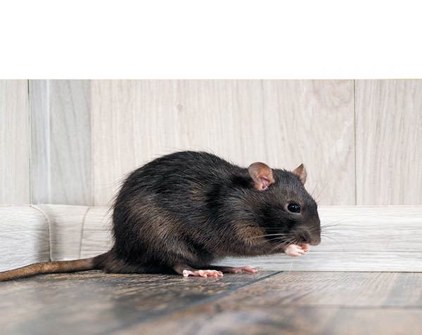 rat