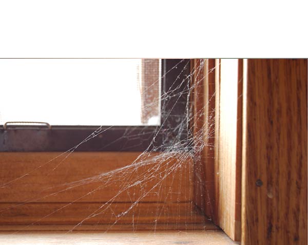spiderweb